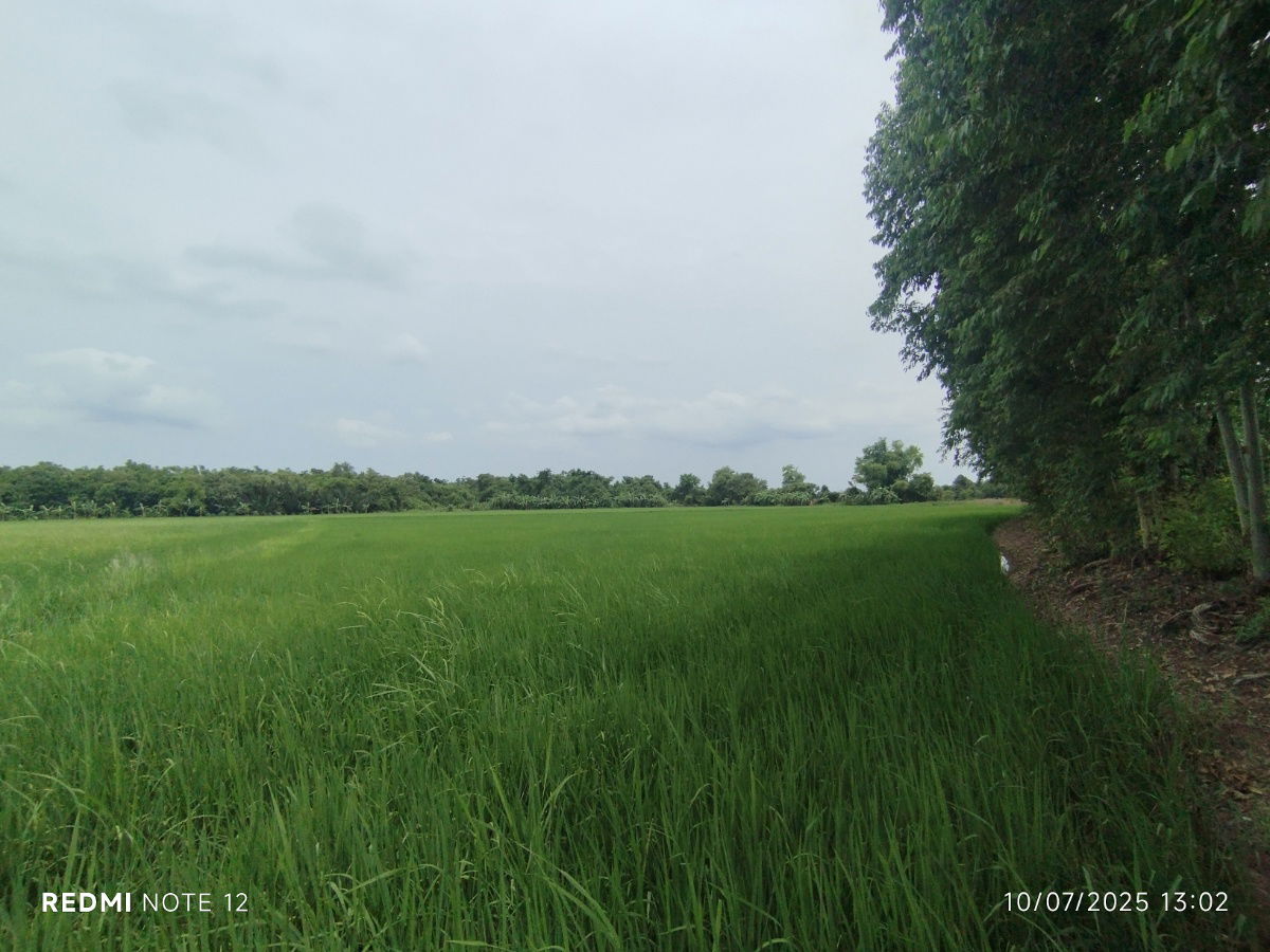 picture 🌊Premium riverside land in BangPakong, 30+rai, ONLY1plot, BangKhla, next to the main road+river, beautiful view, potential for various developments - 9/14