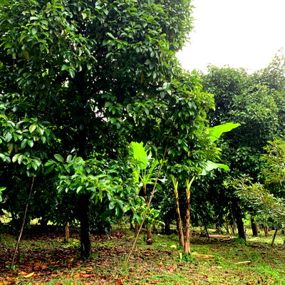 ที่ดิน ท่าใหม่ จันทบุรี : ขายสวนผลไม้ผสมพร้อมบ้าน ท่าใหม่ จันทบุรี