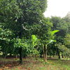 listing thumbnail image 0