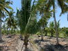listing thumbnail image 5