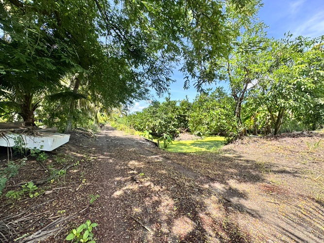picture Land for sale, fruit orchard, Sam Phran District, Khlong Chinda Subdistrict, Nakhon Pathom, 25 rai (N.1737) - 2/8