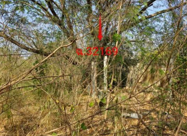 picture ที่ดินเปล่า 600 square meter Khon Kaen Nam Phong Kut Nam Sai for 230000 THB - 3/5