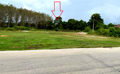 Land for sale Narathiwat : ที่ดินเปล่า 3104 square meter Narathiwat Si Sakhon Tamayung for ติดต่อธนาคาร THB