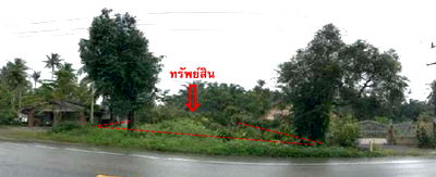 Land for sale Trang : ที่ดินเปล่า 498.4 square meter Trang Sikao Na Muang Phet for 1508000 THB
