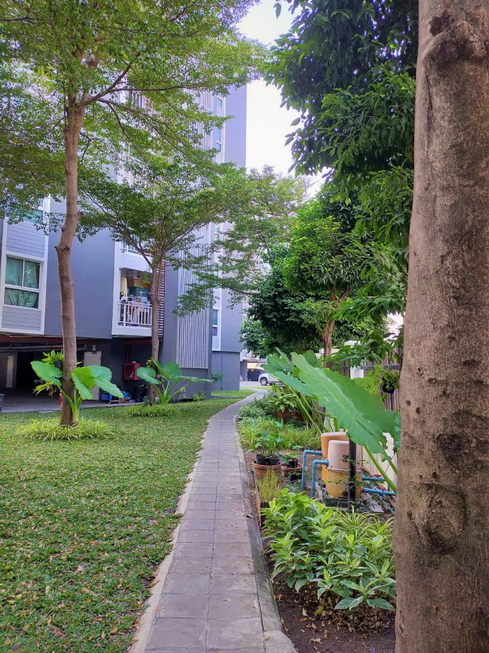 picture Condo for rent  Bangna zone near bts  - 11/11