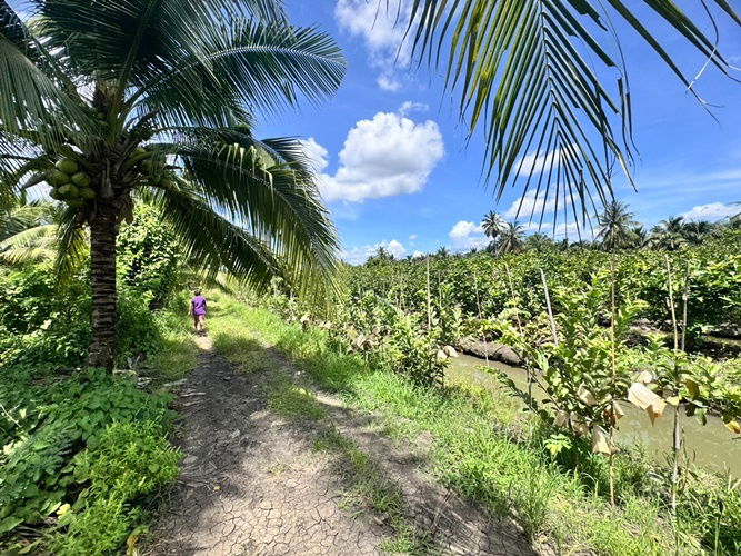 picture Land for sale, fruit orchard, Sam Phran District, Khlong Chinda Subdistrict, Nakhon Pathom, 25 rai (N.1737) - 1/8