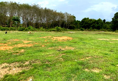 ที่ดิน ศรีสาคร นราธิวาส : ที่ดินเปล่า เนื้อที่ทั้งหมด 3104 ตารางเมตร - ตำบลบาโงสะโต อำเภอระแงะ นราธิวาส ราคา 859,000 บาท