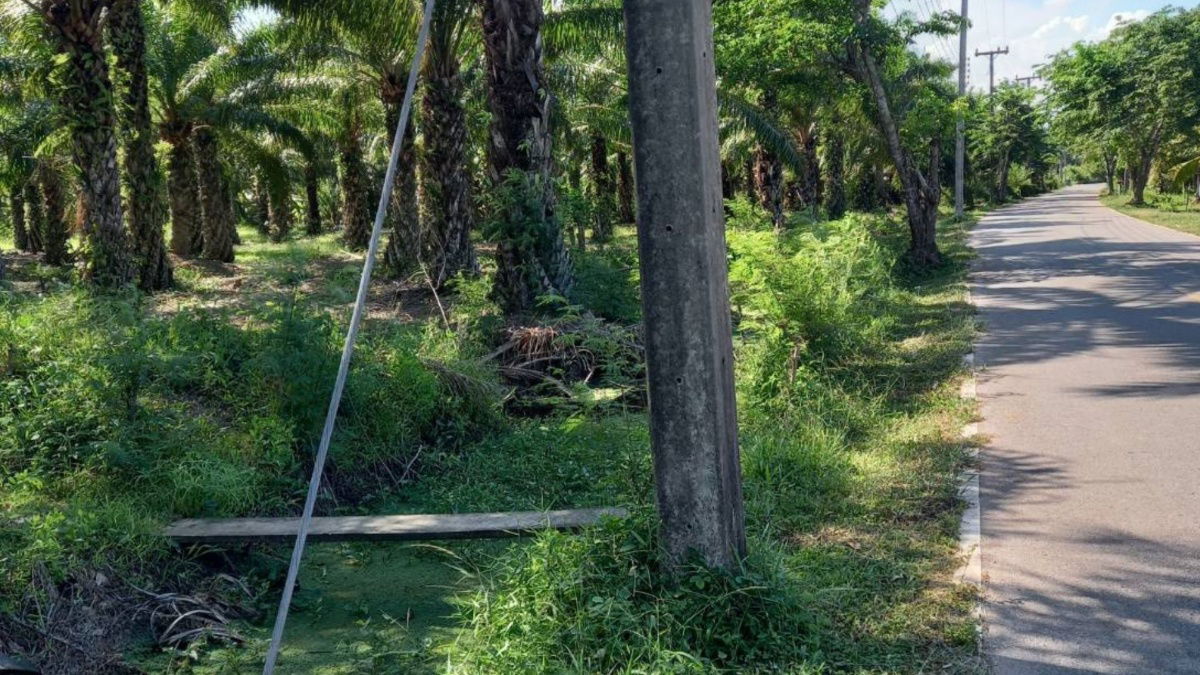 picture Land for Sale – Ideal for Investment in Chumphon, Thailand. Just 5 Minutes from the Beach. Total Area: 6 Rai, 1 Ngan, 96.7 Square Wah - 4/8