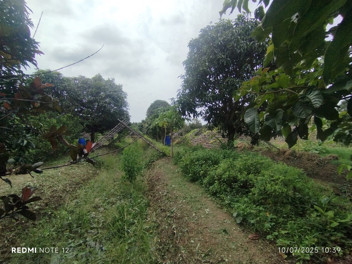 picture 🌿 Riverside Land for Sale in Bangpakong - Over 5 Rai, Pak Nam Cholo, Near Bang Khla Market - High Potential for Eco-Agricultural Business Development - 4/9
