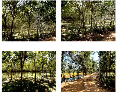 Land for sale Chaeng Sanit Road, Ubon Ratchathani : ที่ดินเปล่า 7748 square meter Ubon Ratchathani Khuang Nai Hua Don for 1647000 THB
