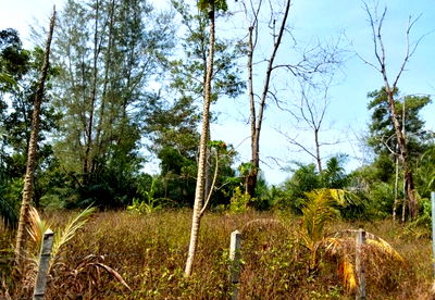 Land for sale Takua Pa Phangnga : ที่ดินเปล่า 8073.2 square meter Phangnga Takua Pa Kheuk Khak for 14583000 THB