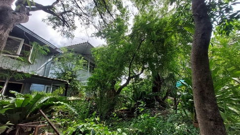 Land for sale at Wat Phai Ngern Chotnaram, good price, beautiful land (N.663)