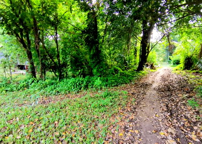 ที่ดิน ภูเก็ต : ที่ดินเปล่า เนื้อที่ทั้งหมด 1267.2 ตารางเมตร ไม่มีเลขที่ ตำบลราไวย์ อำเภอเมืองภูเก็ต ภูเก็ต ราคา 1,192,000 บาท