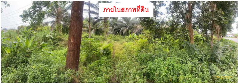 picture ที่ดินเปล่า 2980 square meter Krabi Lam Thap Lam Thap for 5960000 THB - 6/8