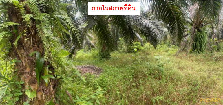 picture ที่ดินเปล่า 2980 square meter Krabi Lam Thap Lam Thap for 5960000 THB - 7/8