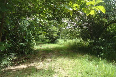 ที่ดินเปล่า 4308.8 square meter Lamphun Muang Lamphun Pa Sang for 557000 THB