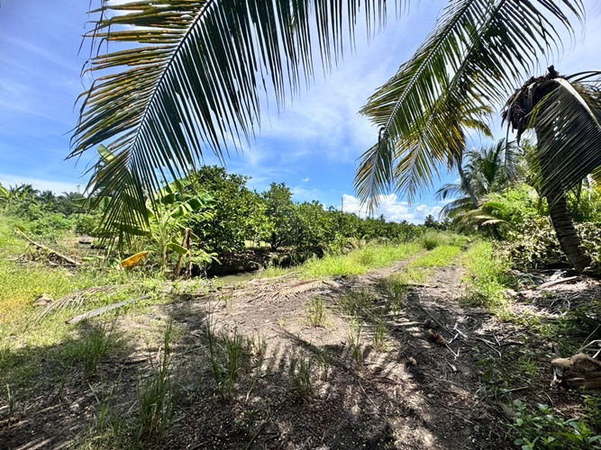 picture Land for sale, fruit orchard, Sam Phran District, Khlong Chinda Subdistrict, Nakhon Pathom, 25 rai (N.1737) - 5/8