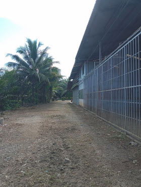 รูป โรงงาน เนื้อที่ทั้งหมด 3859.2 ตารางเมตร 81 หมู่ 3 ตำบลทุ่งกระบือ อำเภอย่านตาขาว ตรัง ราคา 1,875,000 บาท - รูปที่ 8/12