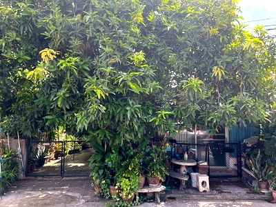 บ้านแฝด ถนนกรุงเทพ-ชลบุรี มอเตอร์เวย์ : ขายบ้านแฝด หมู่บ้านนักกีฬาแหลมทอง ซอยกรุงเทพกรีฑา ใกล้ MRT ศรีกรีฑา (N.1784)