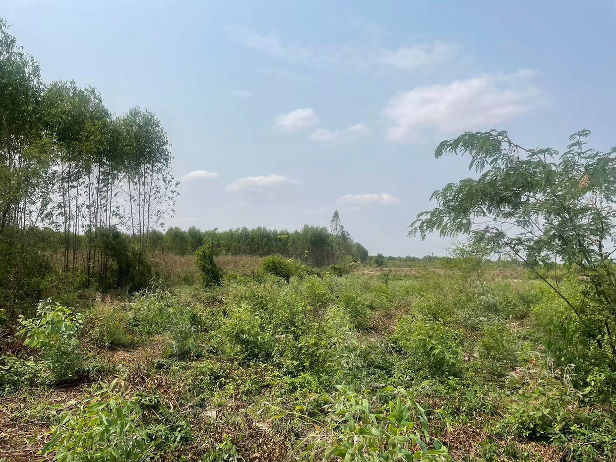 picture ที่ดินเปล่า 95456 square meter Buri Ram Satuk Sakae for 10409000 THB - 3/10