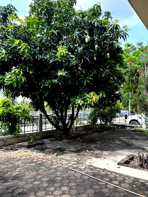 บ้านเดี่ยว กระทรวงพาณิชย์ นนทบุรี : 🚩 ขายบ้านเดี่ยว โครงการ มณีรินทร์ รัตนาธิเบศร์ 2 ชั้น 4 ห้องนอน 3 ห้องน้ำ