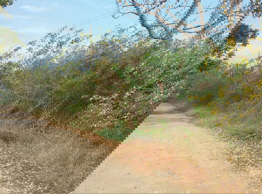 picture ที่ดินเปล่า 448 square meter Petchburi Muang Phetchaburi Hat Chao Samran for 616000 THB - 1/2