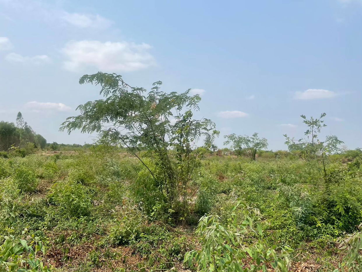 picture ที่ดินเปล่า 95456 square meter Buri Ram Satuk Sakae for 10409000 THB - 4/10