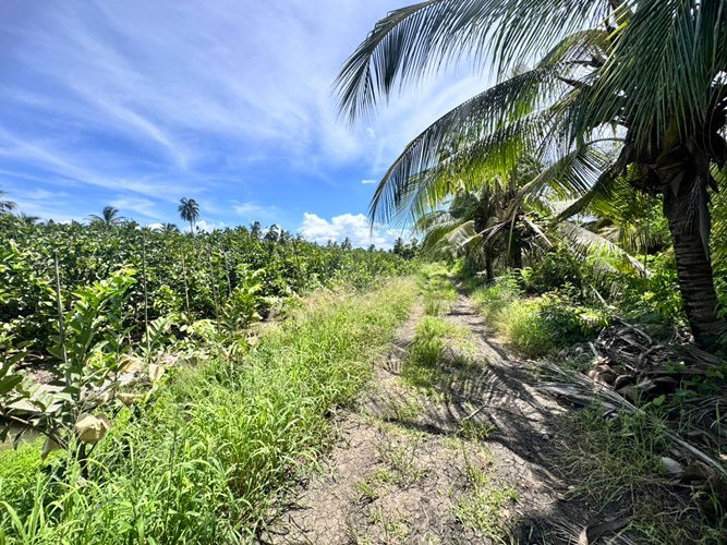 picture Land for sale, fruit orchard, Sam Phran District, Khlong Chinda Subdistrict, Nakhon Pathom, 25 rai (N.1737) - 4/8