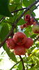 listing thumbnail image 4