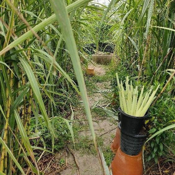 picture Land for sale with 92.5 Square wah (or 4 “units” of land) near Benjaporn Village, just 5 minutes from the sea.  - 5/6