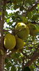 listing thumbnail image 5