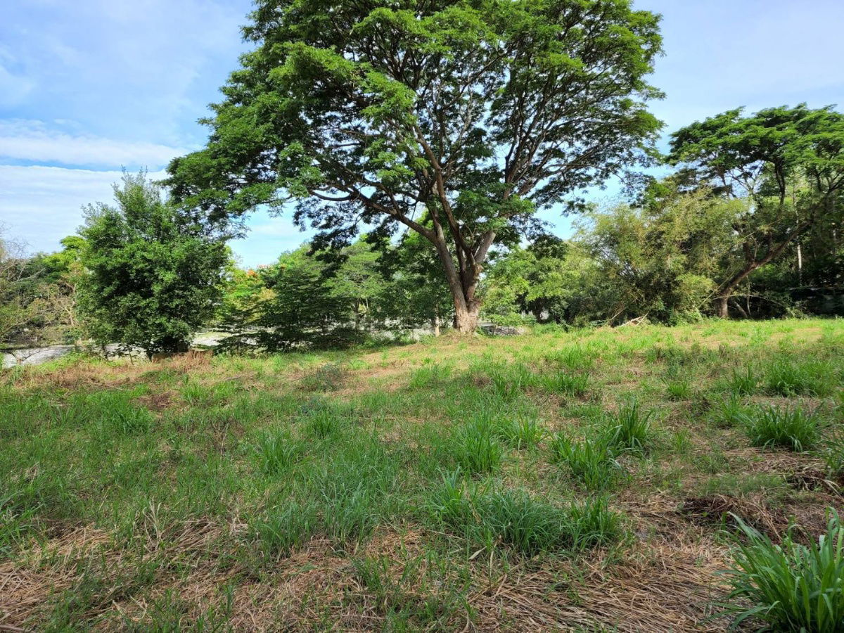 รูป ขายที่ติดน้ำเขาใหญ่ 1.5 ไร่  ที่ติดน้ำวิวสวย ขนงพระ ปากช่อง ใกล้ธนะรัชต์ บรรยากาศดี ร่มรื่น มีเพื่อนบ้านไม่เปลี่ยว ติดน้ำลำตะคอง ใกล้ธาราคาเฟ่ - รูปที่ 6/7