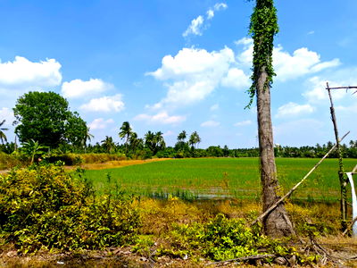 Land for sale Borommaratchachonnani Rd. : Beautiful Land Plot – Only 4.5 km from Central Salaya – 17-3-27 Rai – Concrete Road Frontage