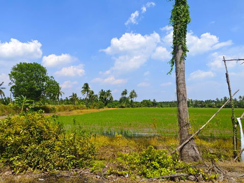 ที่ดินแปลงสวย เพียง 4.5 กม.จากเซ็นทรัล ศาลายา เนื้อที่ 17-3-27 ไร่ ติดถนนคอนกรีต 