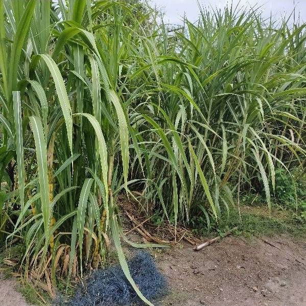 picture Land for sale with 92.5 Square wah (or 4 “units” of land) near Benjaporn Village, just 5 minutes from the sea.  - 4/6