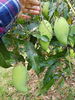 listing thumbnail image 14