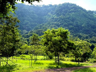 ที่ดิน ม.เทคโนโลยีพระจอมเกล้าพระนครเหนือ ปราจีนบุรี (มจพ.ปราจีนบุรี) : ขายที่เนินหอม เขาใหญ่ 37ไร่ ที่ติดเขาติดน้ำ เมืองปราจีนบุรี มีแหล่งน้ำธรรมชาติในที่ ใกล้ทางขึ้นอุทยานเขาใหญ่ฝั่งปราจีน ขายถูก มีไม้เศรษฐกิจ 0879074045