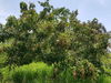 listing thumbnail image 11