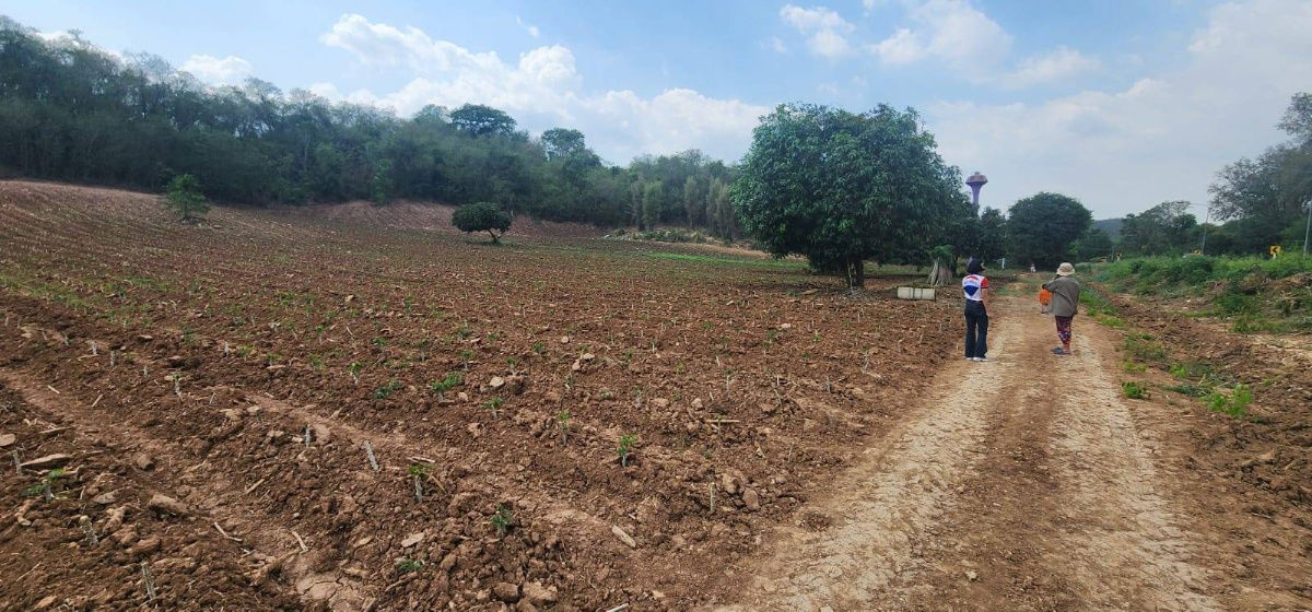picture Prime Land for Sale  12 Rai on Muak Lek–Sub Noi Nuea - 3/8