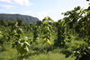 listing thumbnail image 6