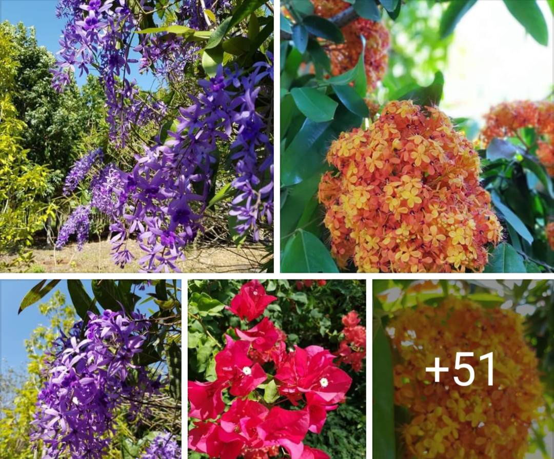 รูป ขายที่วิวเขา กลางดง มวกเหล็ก ดงพญาเย็น 9 ไร่ ต้นไม้ผลไม้เต็มพื้นที่ ติดถนนลาดยาง ใกล้ถนนมิตรภาพ 2กม. น้ำไฟพร้อม สะดวก วิวเขาสวยมาก 087-9074045 - รูปที่ 19/20