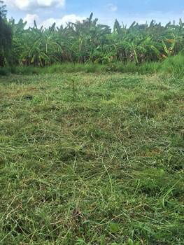 picture Land behind Rajamangala University of Technology Klong 6 - 5/8