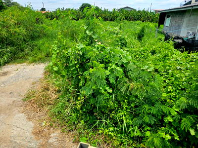 ที่ดิน วิทยาลัยเทคนิคกาญจนาภิเษกมหานคร : ขายที่ดิน 100 ตรว ซ.ราษฎร์อุทิศ 70