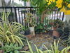 listing thumbnail image 14