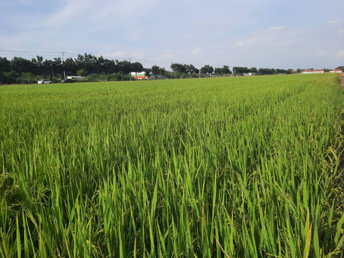 รูป ขายที่ดิน 15 ไร่ ลำลูกกา ปทุมธานี - รูปที่ 4/9