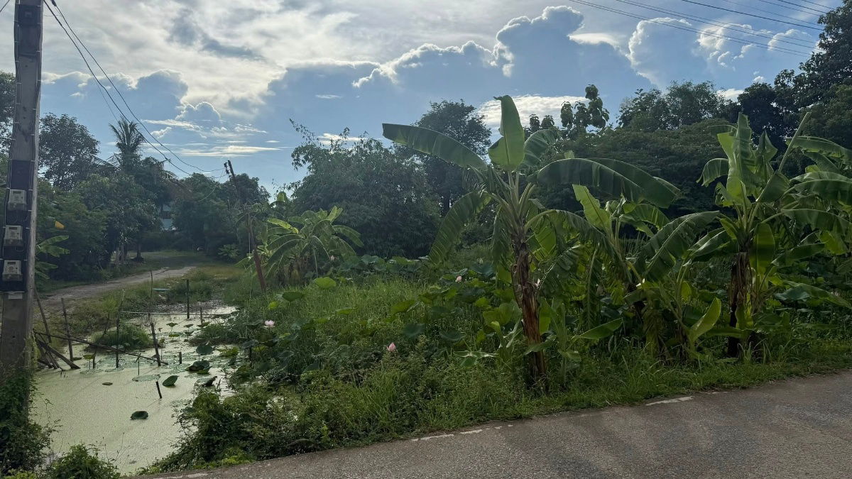 picture Urgent sale of land in Bang Pa-in, Ayutthaya, area 4 rai 45 square wa, price 2.5 million baht per rai. - 2/2