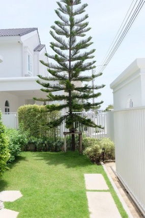 picture Detached House For Rent Chaiyaphruek Bangna Km.15 Samut Prakan - 3/8
