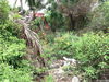 listing thumbnail image 11