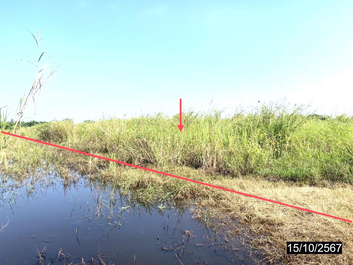 picture LAND for sale  Wang Phikun Wang Thong Phitsanulok - 10/16