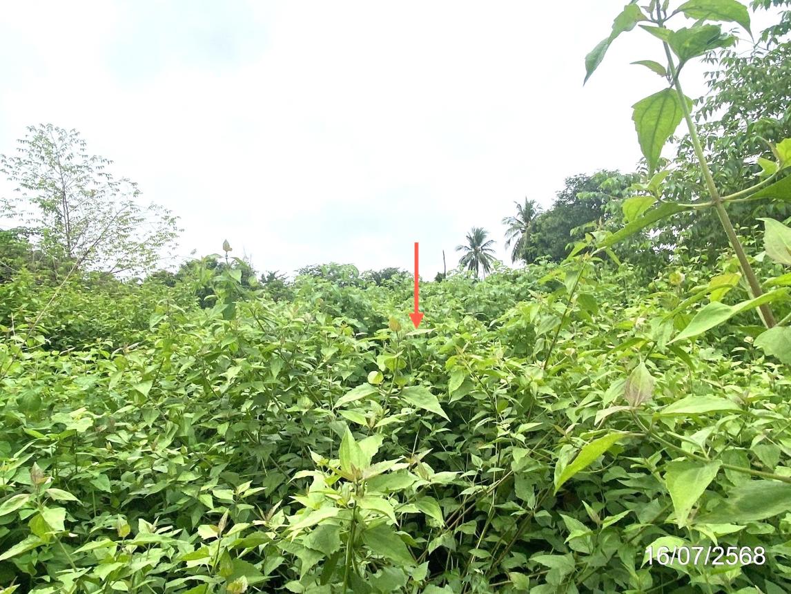 picture LAND for sale  Huai Mek Huai Mek Kalasin - 12/16